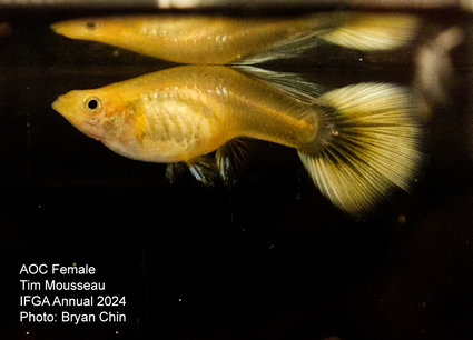 Female guppy aoc